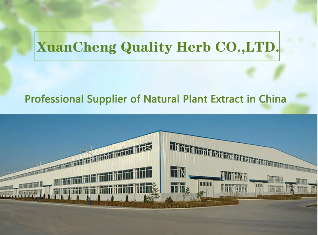 100% Natural Paeoniflorin White Peony Root Extract Powder Factory Supply Herb Extract