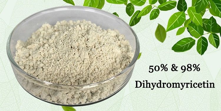 100% Natural Vine Tea Extract 50% Dihydromyricetin Powder