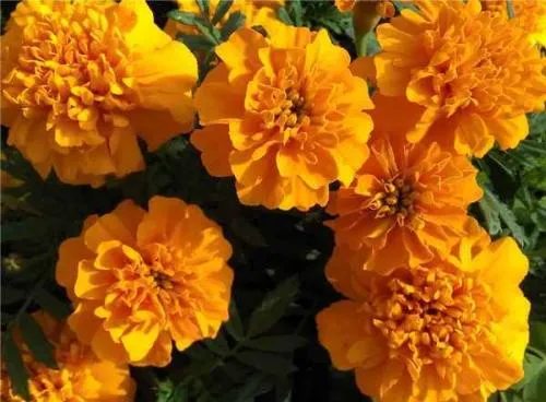 100% Pure Natural Marigold Extract 5%- 60% Zeaxanthin