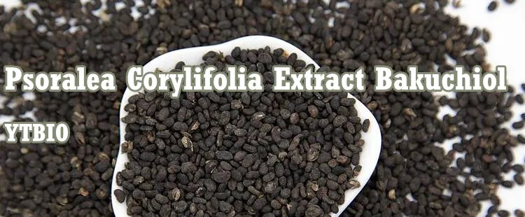 10309-37-2 Psoralea Corylifolia Extract Bakuchiol