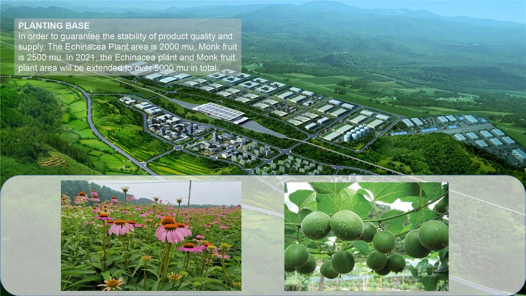 50%Phosphatidylserine Helianthus Annuus Extract Sunflower Seeds Extract