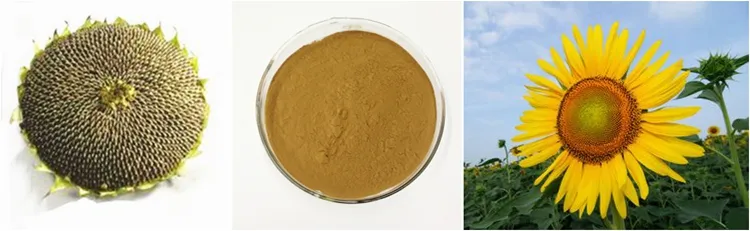 50%Phosphatidylserine Helianthus Annuus Extract Sunflower Seeds Extract