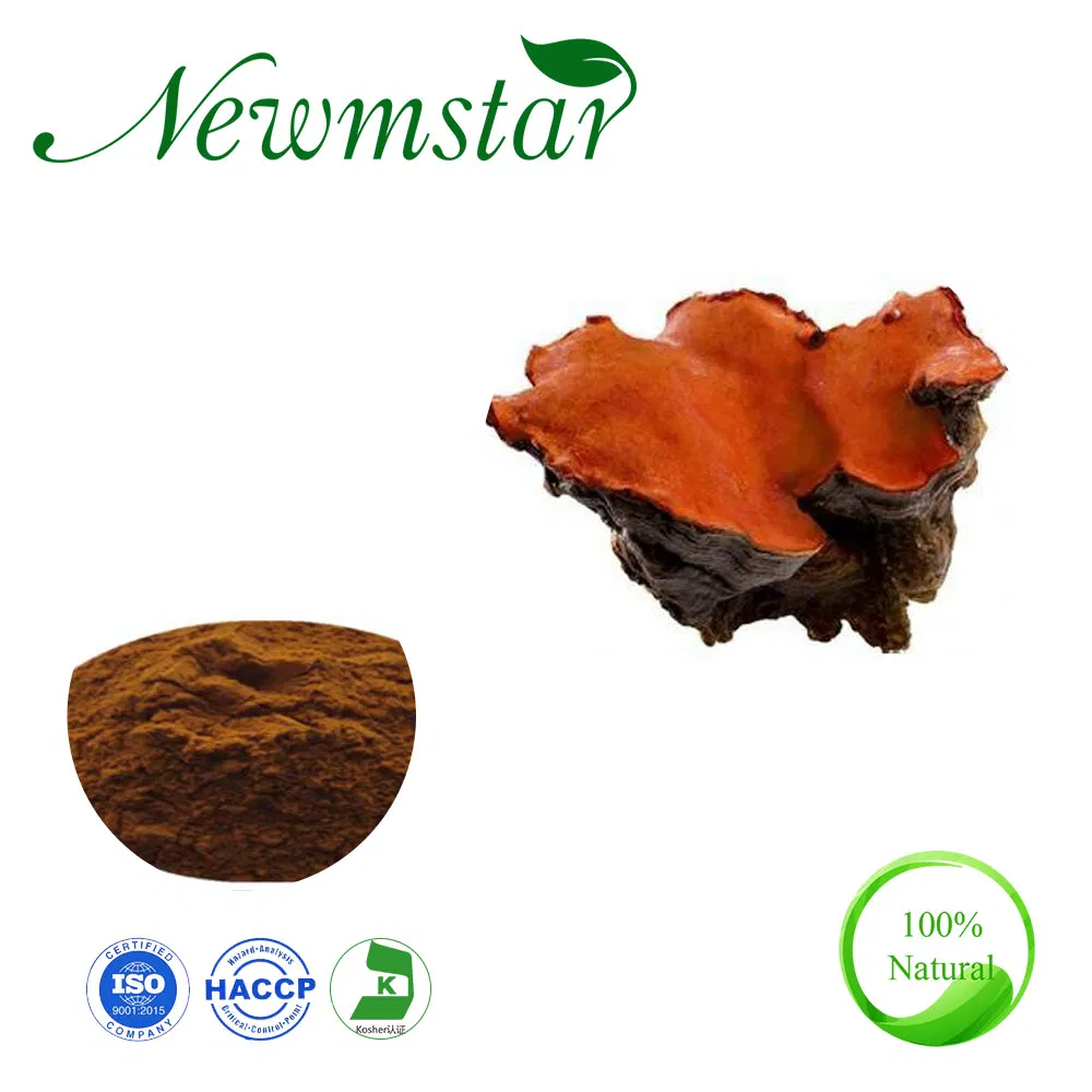 50% Polysaccharide Antrodia Camphorata Extract for Anti Cancer