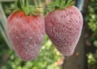 Agricultural Fertilizer Feed Use Probiotics Bacillus Pumilus Powder