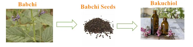 Anti-Aging Natural Cosmetic Ingredient Psoralen Extract Psoralea Corylifolia Linn. Bakuchiol China Factory