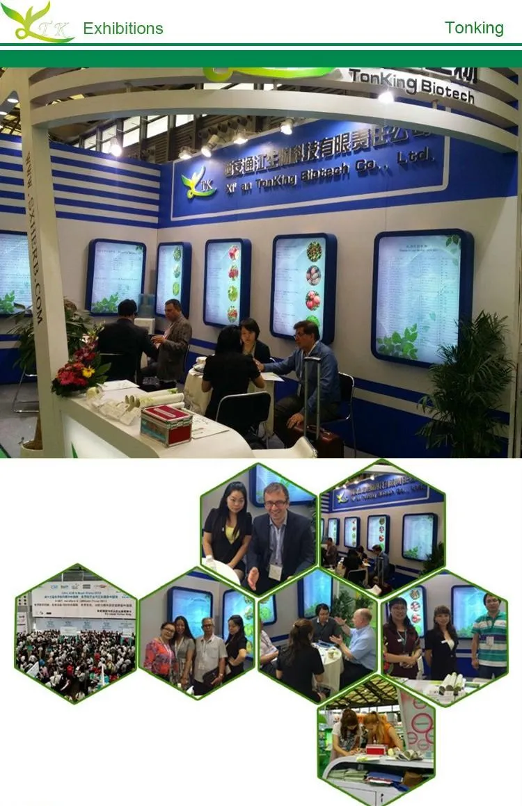 Apple Skin Extract Phlorizin Powder / Procyanidin B2