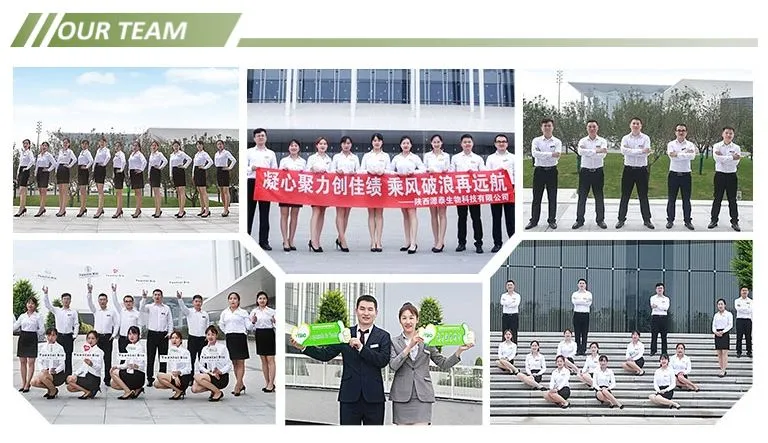 Astragalus Root Extract 98% Astragaloside IV