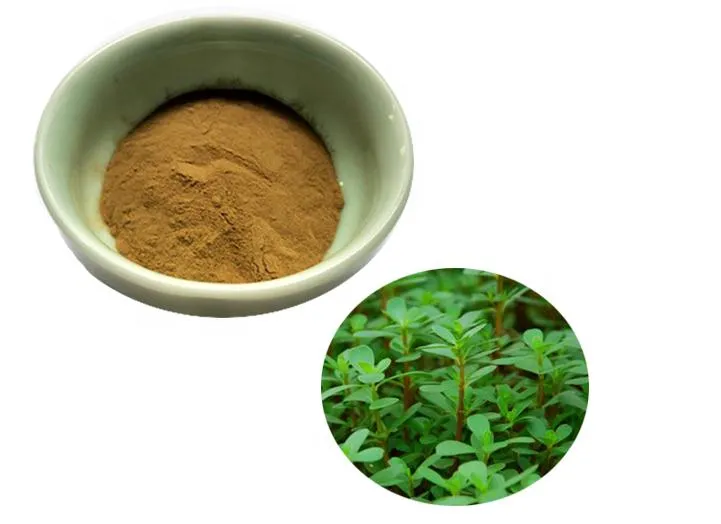 Bacopa Monniera Extract Bacopa Monnieri Extract Bacoside Bacopa Extract