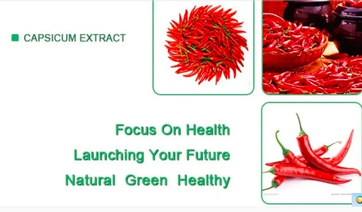 Best Natural Capsicum Extract Powder Red Chili Pepper Extract 95% 98% Capsaicin