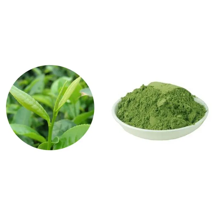 Best Price Green Tea Extract Powder Powder