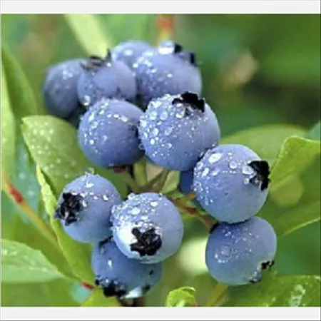 Blueberry Extract Powder