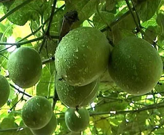 Botanical Extract Monk Fruit Extract for Treating Stomach Problems Used in Beverage Natural Sweetener