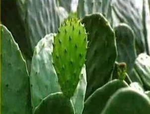 Cactus Extract 10: 1 Opuntia Ficus Indica Stem Extract Cactus Extract