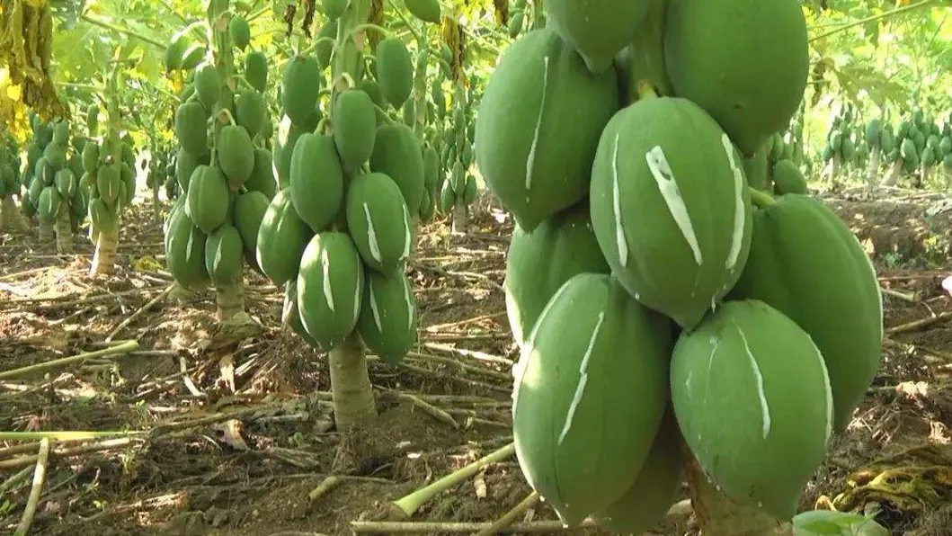 CAS 9001-73-4 Papaya Extract Papain