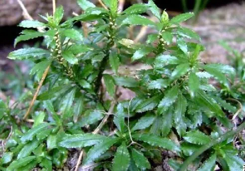 CAS No. 102518-79-6 Huperzia Serrata Extract/Huperzia Serrata Plant Extract Huperzine-a