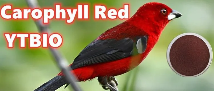 Chinese Manufacturers Feed Additive Canthaxanthin10% Carophyll Red