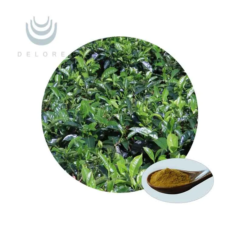 Chinese Tea Green Tea Extract MSDS Teapolyphenols Herbal Extract Weight Loss