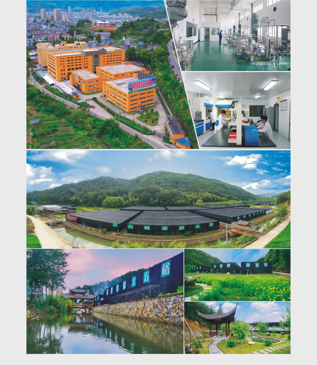 Chrysanthemum Extract, Chrysanthemum Flavonoids 3% Proportional Extract 10: 1