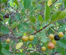 Clearing Heat Antitoxicant Cascara Sagrada Bark Extract /Cascara Sagrada Extract Rhamnus Purshiana Extract