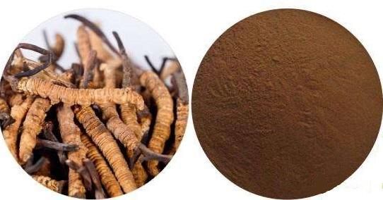 Cordyceps Sinensis Extract Powder 30% Cordyceps Sinensis Polysaccharide