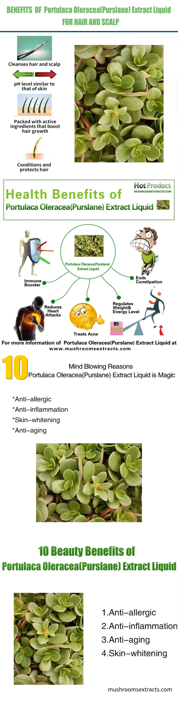 Cosmetic Raw Materials Portulaca Extract Liquid Purslane Extract Liquid Portulaca Oleracea Extract Liquid