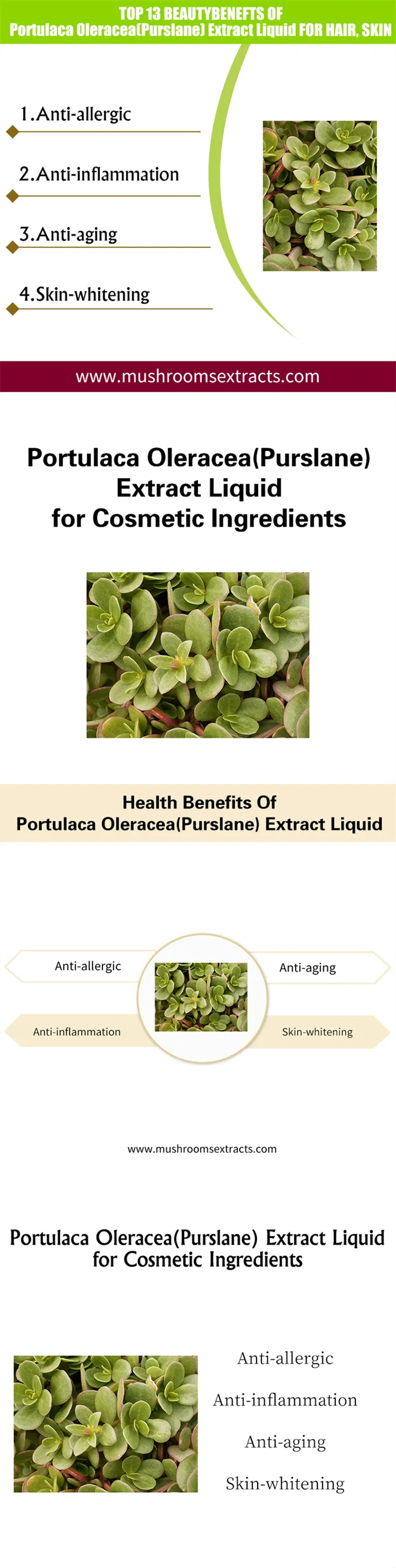 Cosmetic Raw Materials Portulaca Extract Liquid Purslane Extract Liquid Portulaca Oleracea Extract Liquid