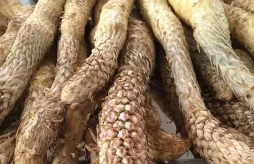 Cynomorium Songaricum Extract Powder Capsules Cynomorium Coccineum Tablets Bulk Price