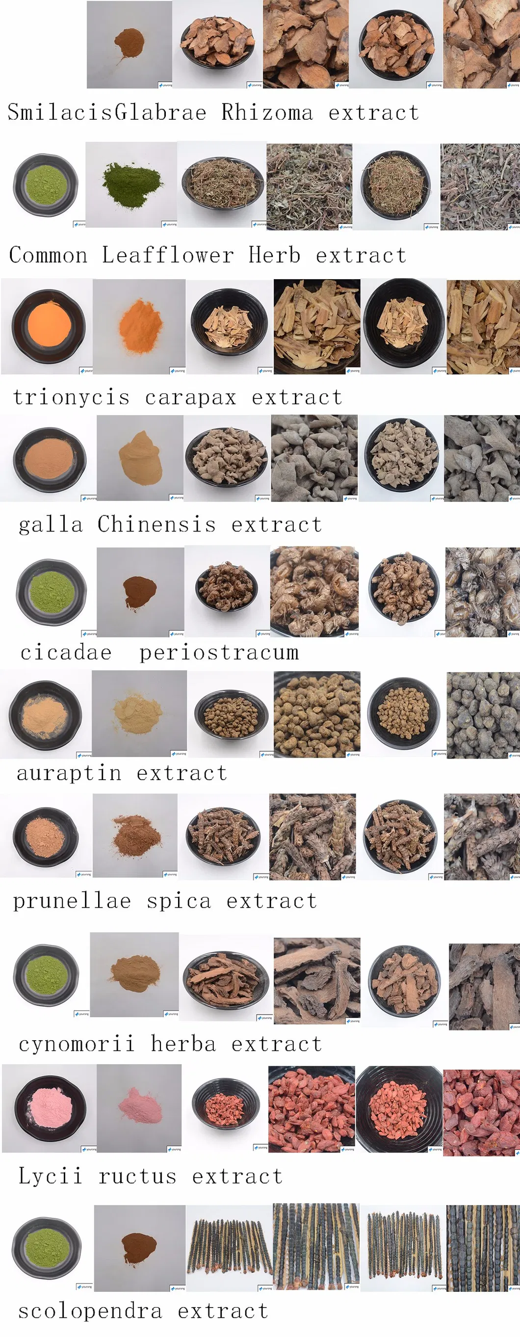 Cynomorium Songaricum Extract, Traditional Chinese Medicine, Fine Brown Powder