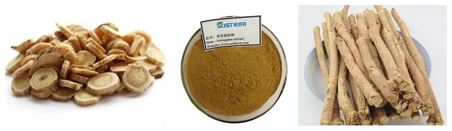 Enhancing Immunity Astragalus Root Extract HPLC 98% Astragaloside