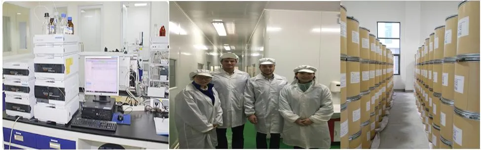 Factory Supply Gynostemma Extract Powder 98% Gypenosides