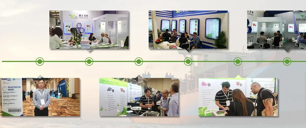 Factory Supply Natural Quercetin 5% Onion Extract Powder