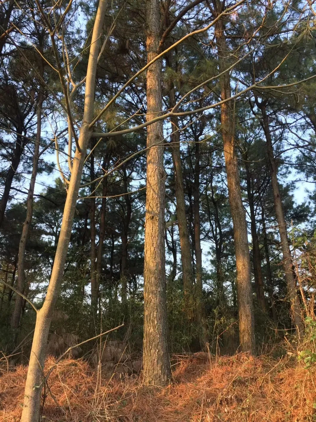 Factory Supply Pine Bark Extract 95% OPC