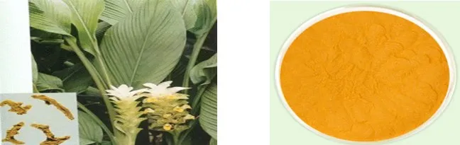 Factory Supply Turmeric Extract 30% Curcumins