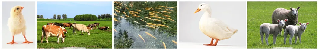 Feather Meal 82% Feed Grade with High Portein