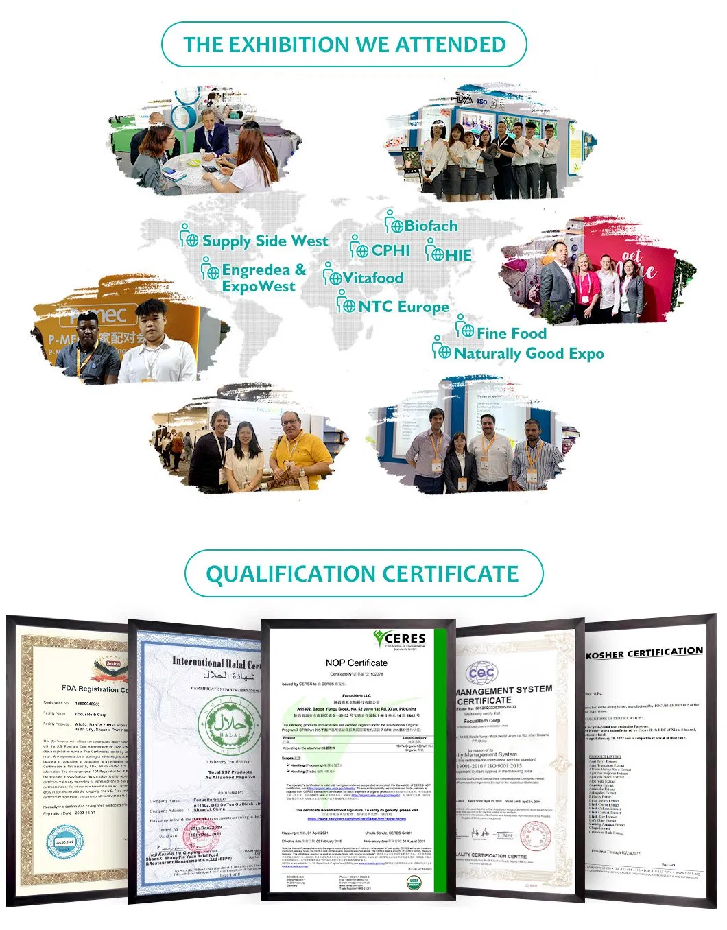 Focusherb Manufacturer Produce Semen Sinapis Extract (20: 1)