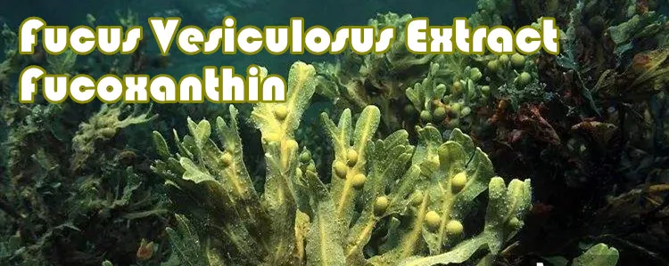 Fucus Vesiculosus Extract Powder Fucoidan