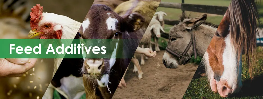 Good Quality Feed Additives Competitive Price Bacillus Subtilis