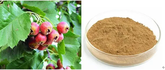 Hawthorn Leaf Extract with 1~1.8% Vitexin-2-0-Rhamnoside by HPLC