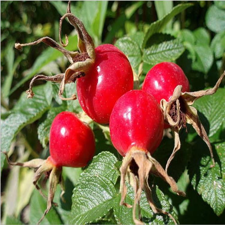 Health Preservation Bark of The Slender Acanthopanax, Chinese Acanthopanax Senticosus