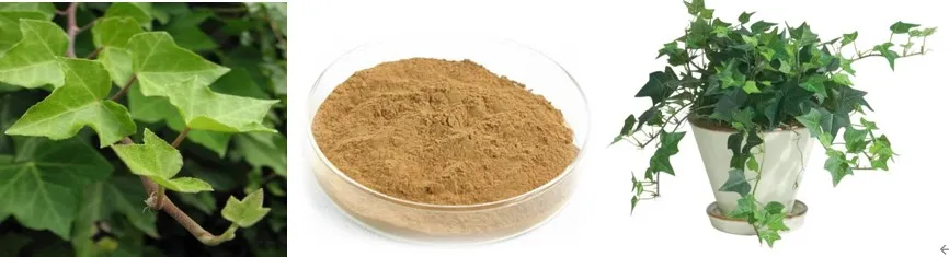 Hederacoside C 3% IVY Extract CAS 14216-03-6