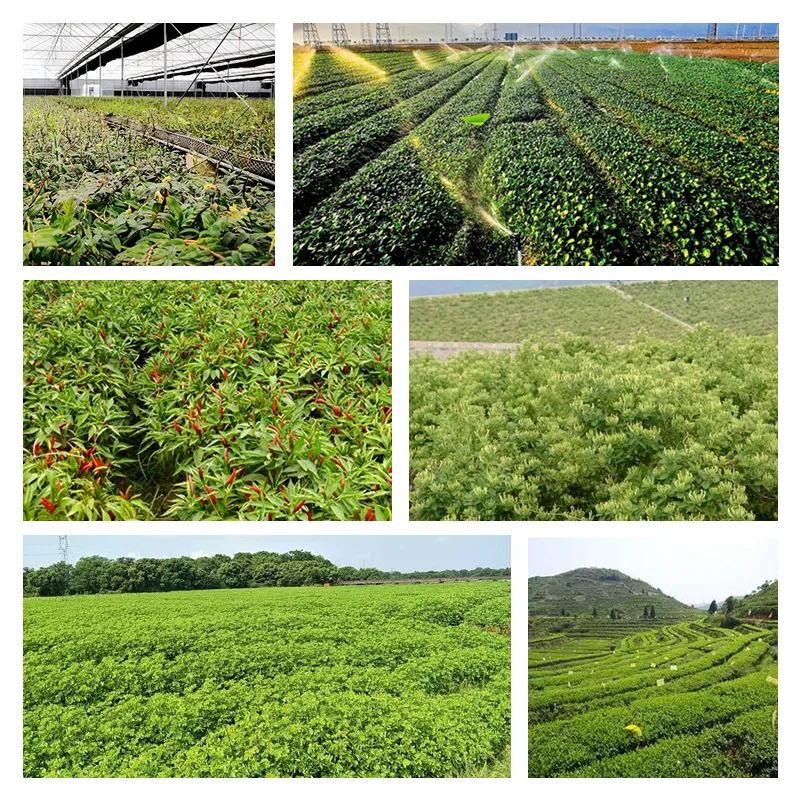 High Quality 7%, 20%, 50%, 98% Rotenone Powder