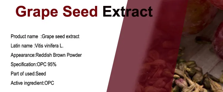 High Quality 95% OPC Grape Seed Extract Powder