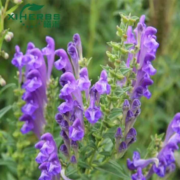 High Quality Natural Plant Extract Scutellaria Baicalensis Root Extract 90% Baicalin Radix Scutellariae Extract