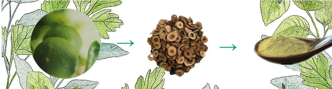 High Quality Neohesperidin CAS 13241-33-3 with Best Price