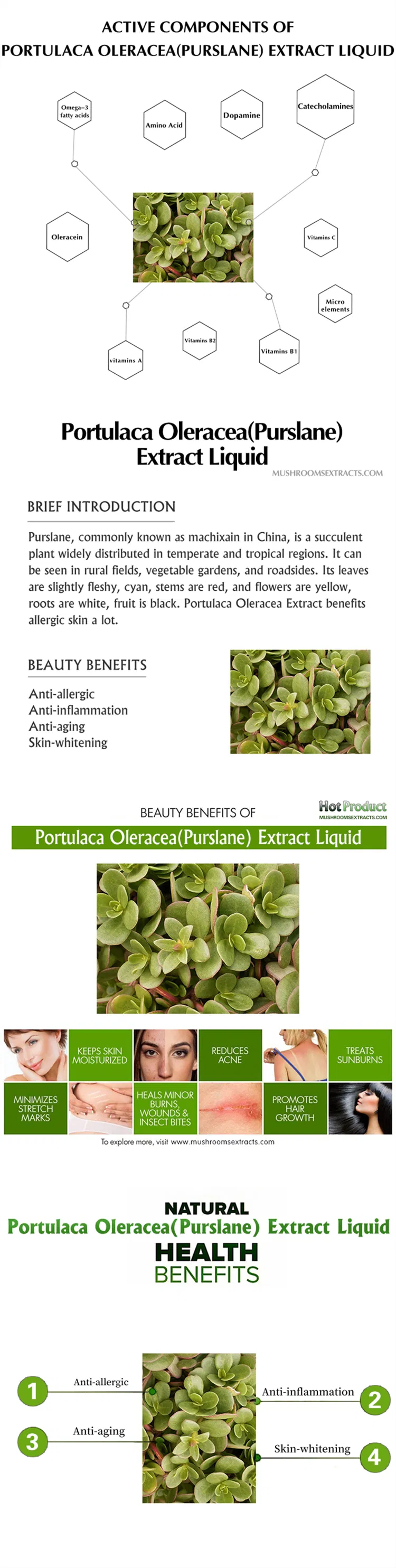 High Quality Portulaca Oleracea Portulaca Extract Liquid for Skin Care and Health Supplement