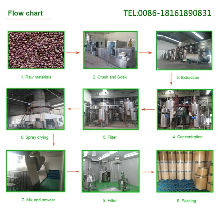 Hot Sale 100% Natural Angelica Dahrica P. E.