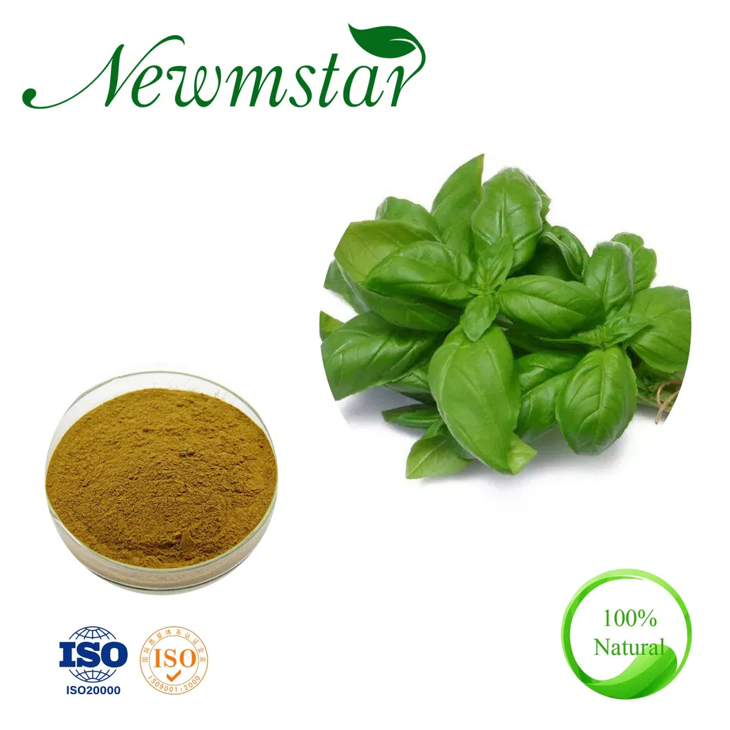 Hot Sale Basil Extract with High Quality (Ratio: 4: 1-20: 1) Ocimum Sanctum P. E.
