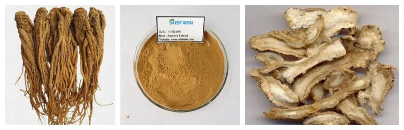 Hot Sale Ligustilide Dong Quai Angelica Sinensis Root Extract Powder