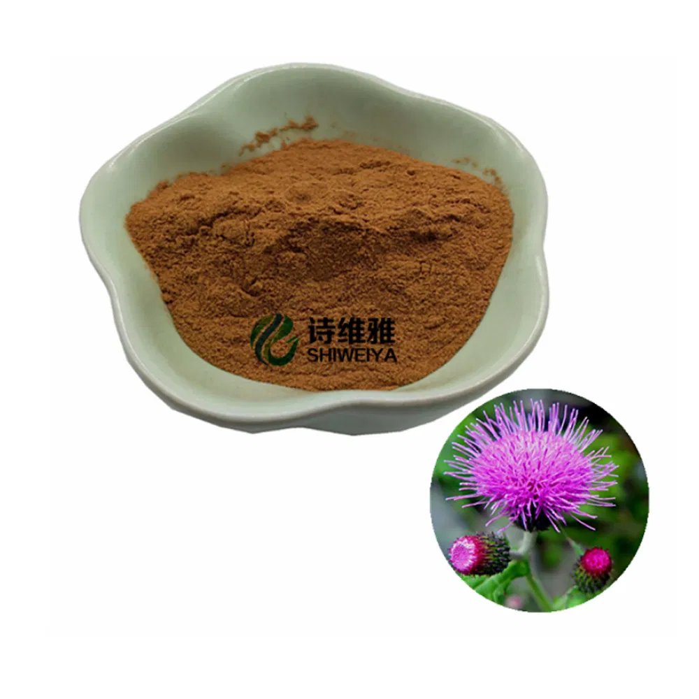 Hot Selling Cirsium Arvense Extract Powder