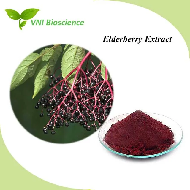 ISO Certified 100% Natural Black Elderberry Extract for Meridian Treatment